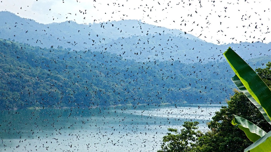 Pangti Village, Nagaland: Amur Falcon Travel & Permit Guide 3 Amur falcons Doyang