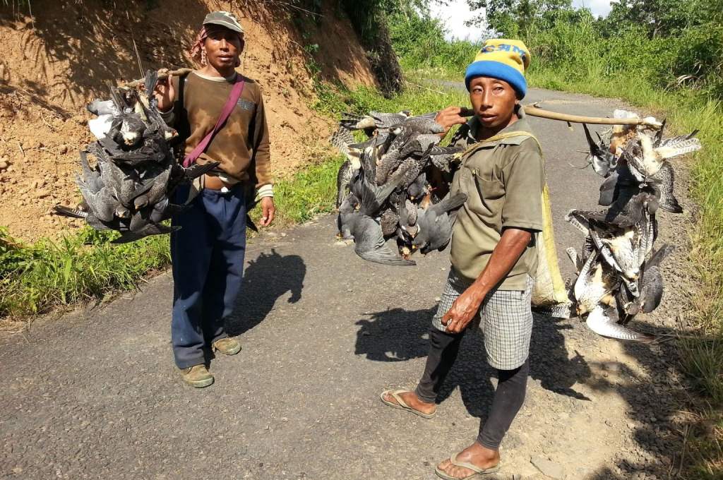 Pangti Village, Nagaland: Amur Falcon Travel & Permit Guide 1 Amur falcons