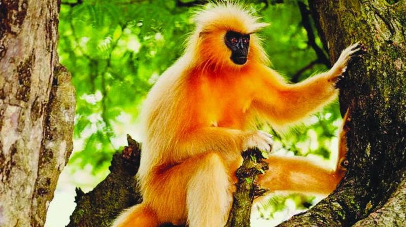 Saralpara: Assam's Off-Grid Picnic Spot Where India Quietly Meets Bhutan 2 Raimona National Park