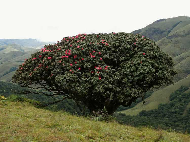 Rhododendron Tree