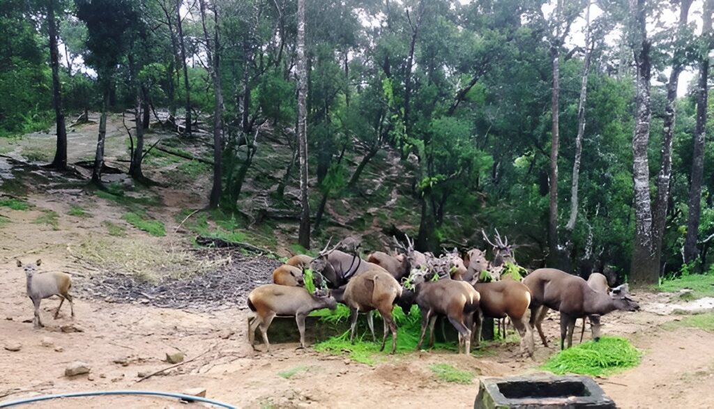 Serchhip: Mizoram's Quiet Waterfall Town Nobody's Rushing to Ruin 3 Thenzawl Deer Park